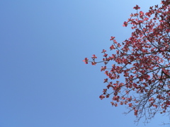 ハナミズキと青空