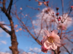 十月桜