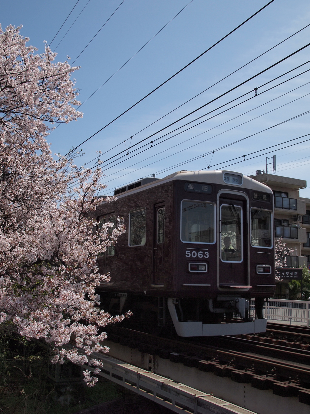 桜と電車