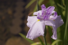 城北菖蒲園の花菖蒲