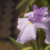城北菖蒲園の花菖蒲