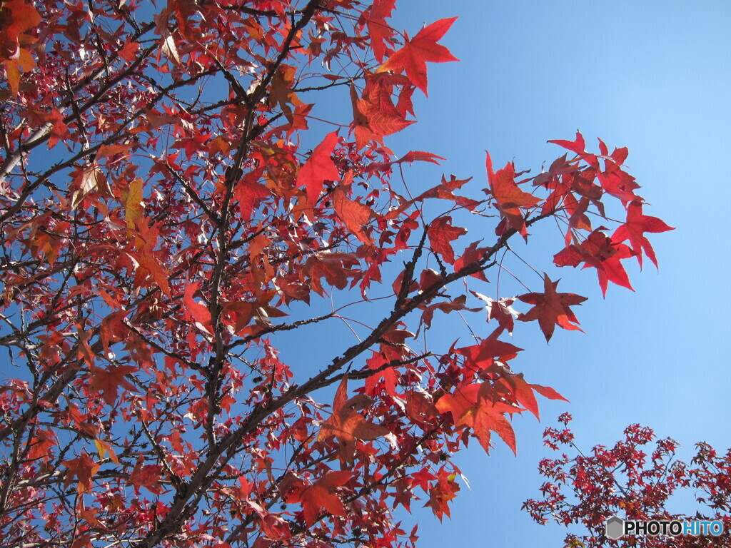 青空と紅葉