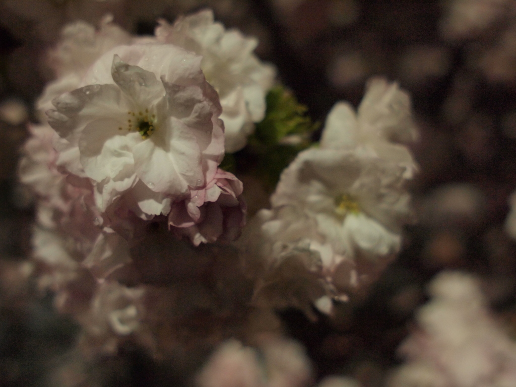 大提灯桜