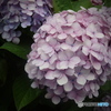 大紫陽花