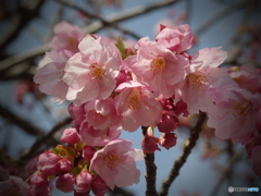 陽光桜