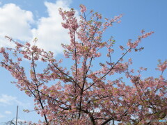 青空と河津桜