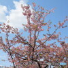 青空と河津桜