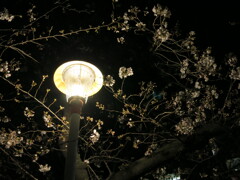 公園の電灯と夜桜