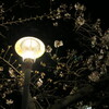 公園の電灯と夜桜