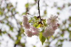 透き通る鎌足桜