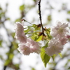 透き通る鎌足桜
