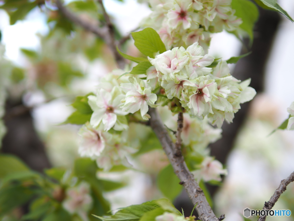 緑の桜