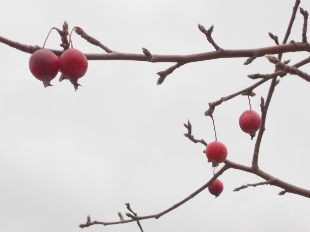ハナカイドウの実