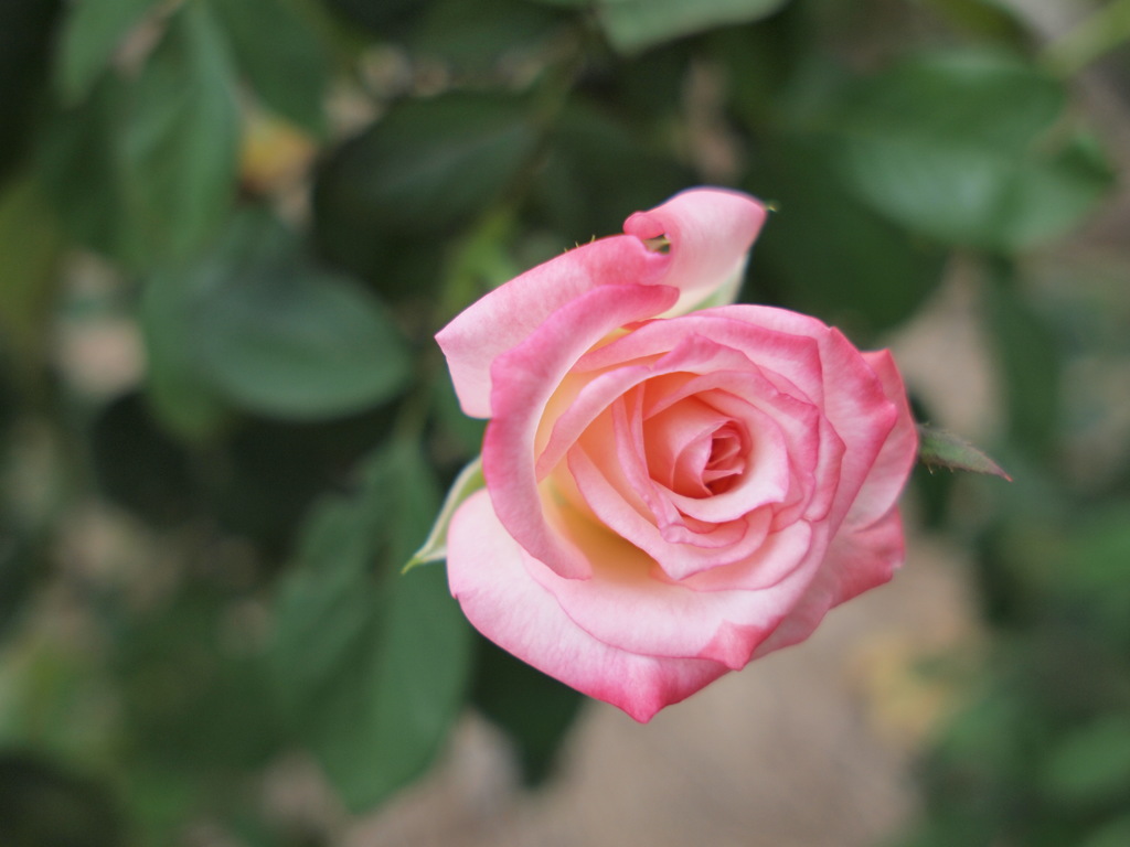 美しきばらの花