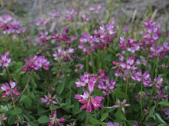 蓮華