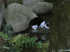 ネコの給水