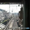 塚口の桜　～阪急の車窓から～