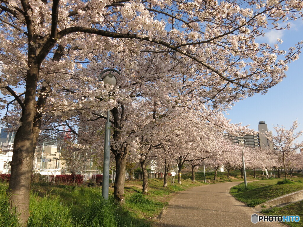 扇町公園の桜