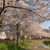扇町公園の桜