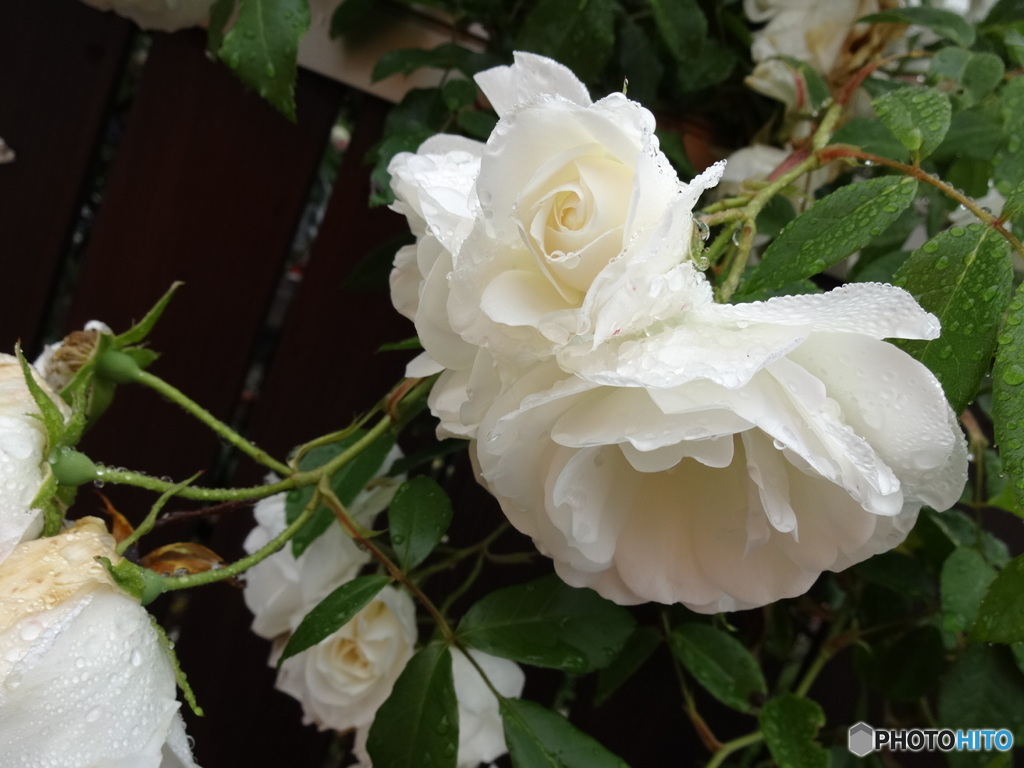 雨に濡れた白薔薇