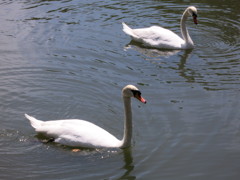 swan