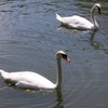 swan