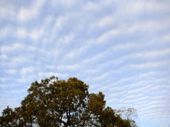 うろこ雲の空