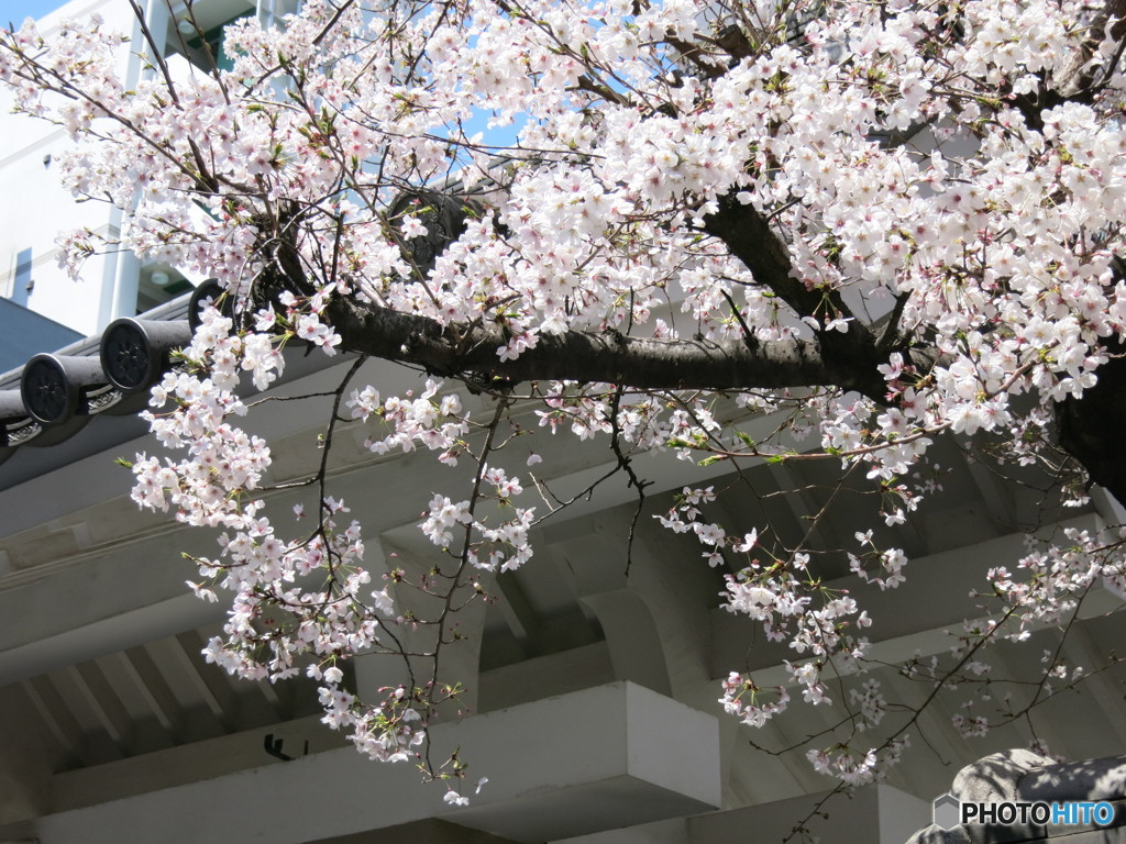 瓦と桜