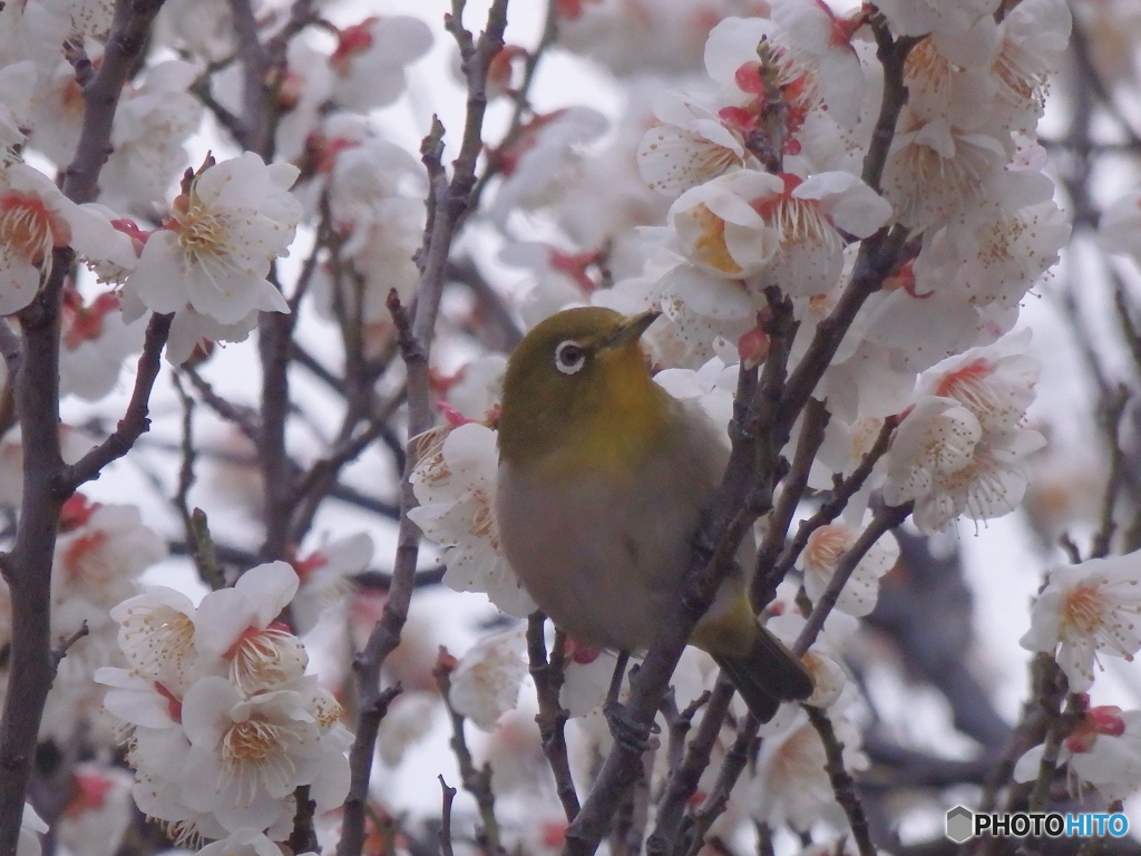 うめじろう