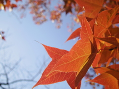 街の紅葉
