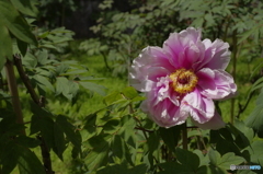 牡丹の花