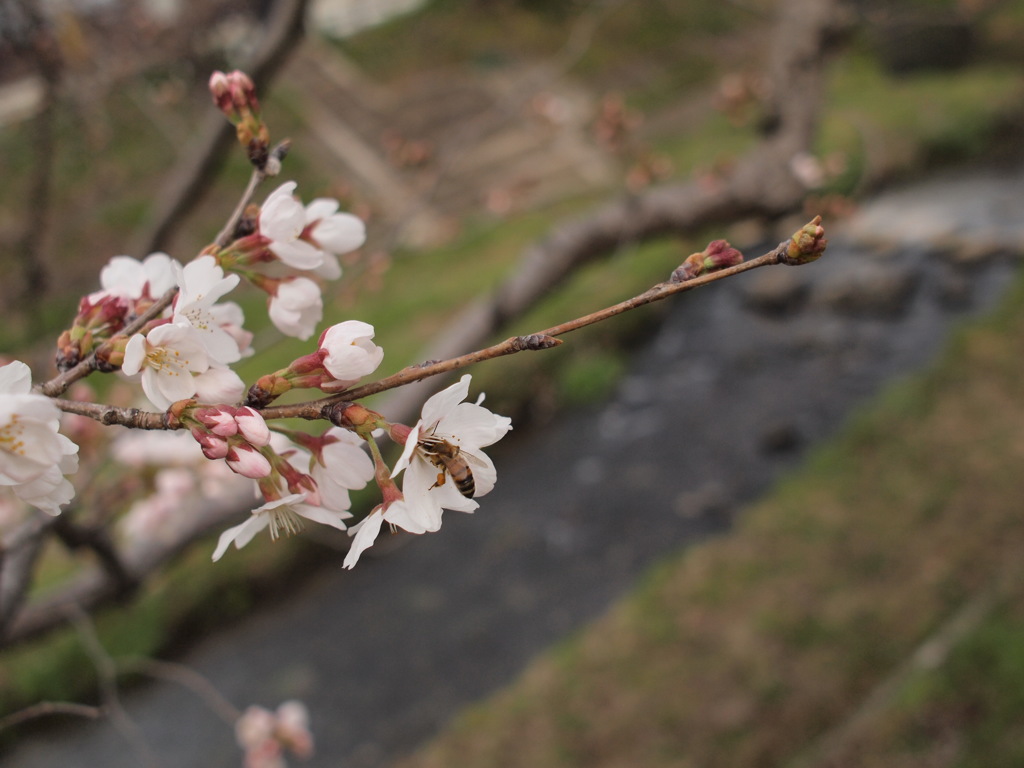 ミツバチと桜