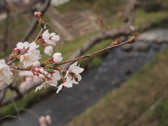 ミツバチと桜