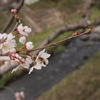 ミツバチと桜