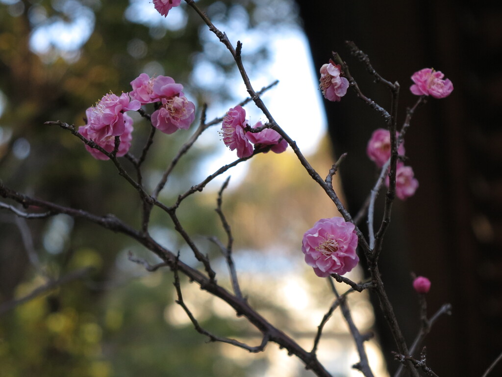 紅梅