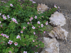 貝がらと花
