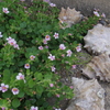 貝がらと花