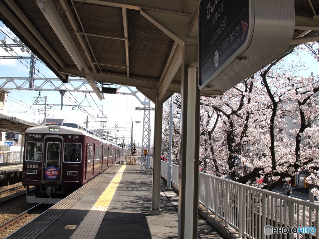80周年ヘッドマークと武庫之荘の桜