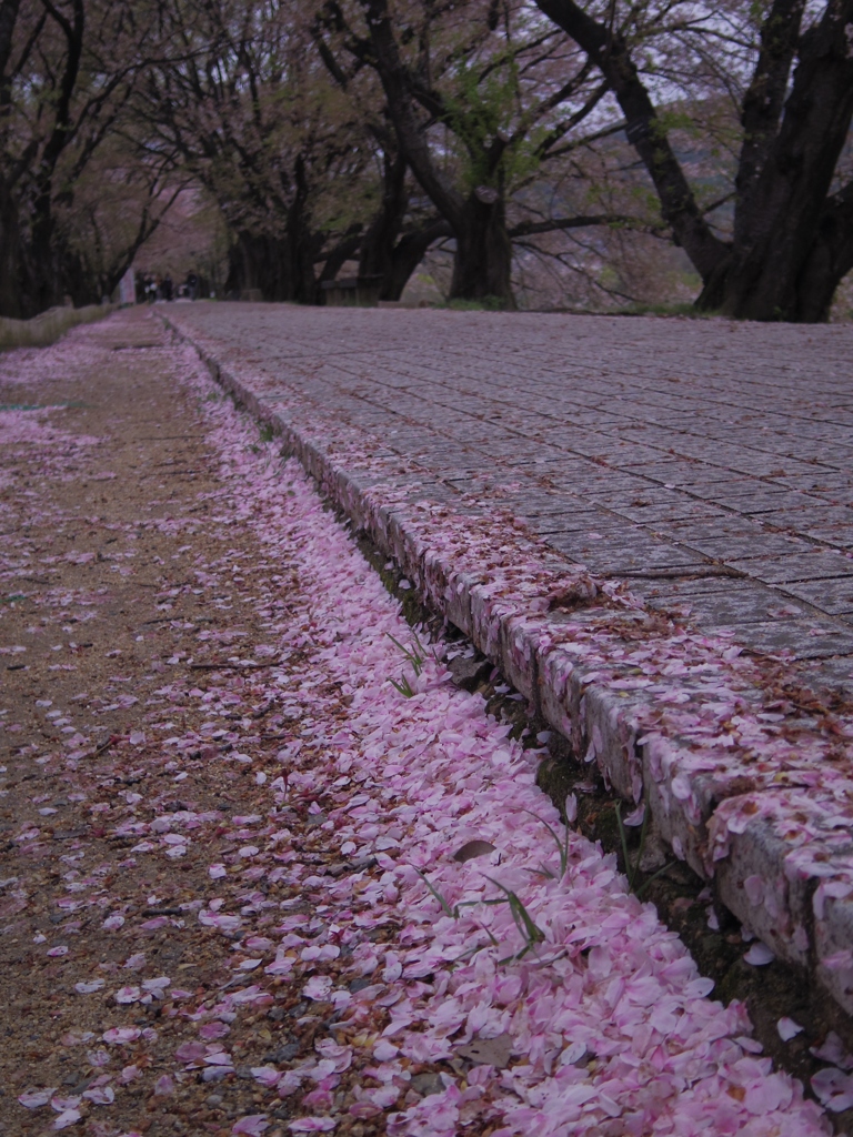 桜散る径