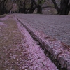 桜散る径