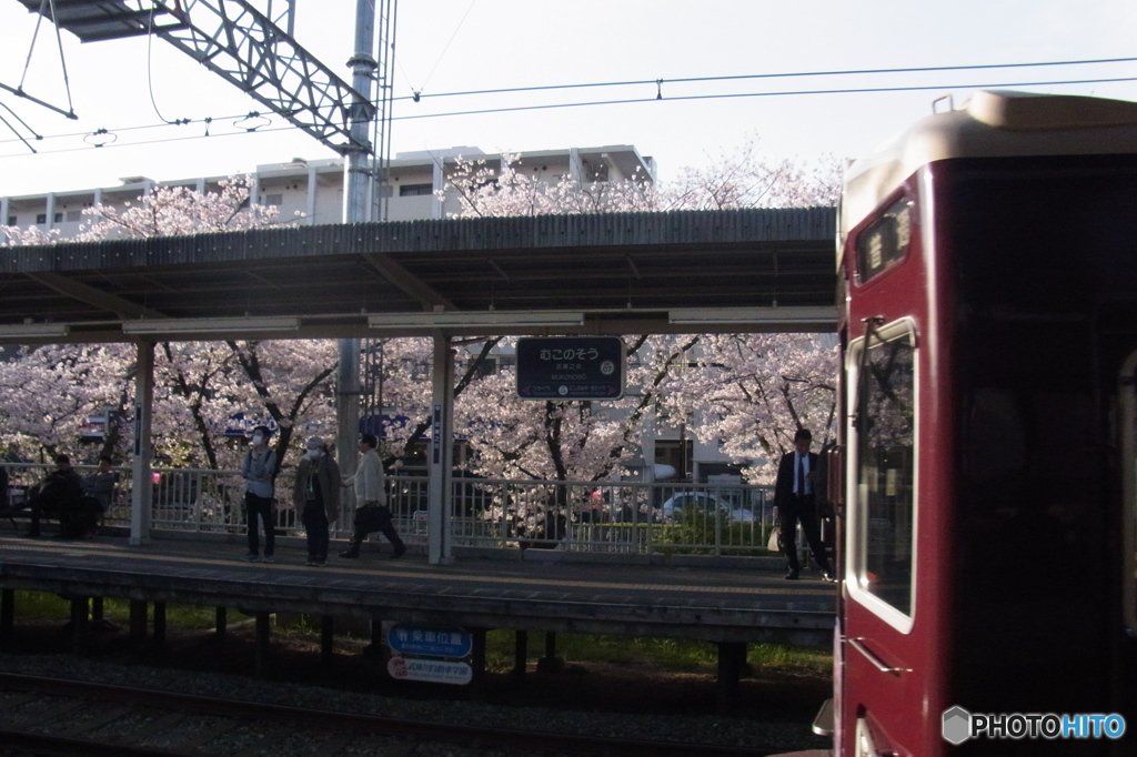 桜×阪急