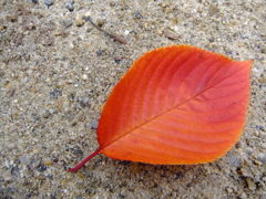 a cherry leaf