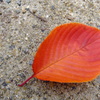 a cherry leaf