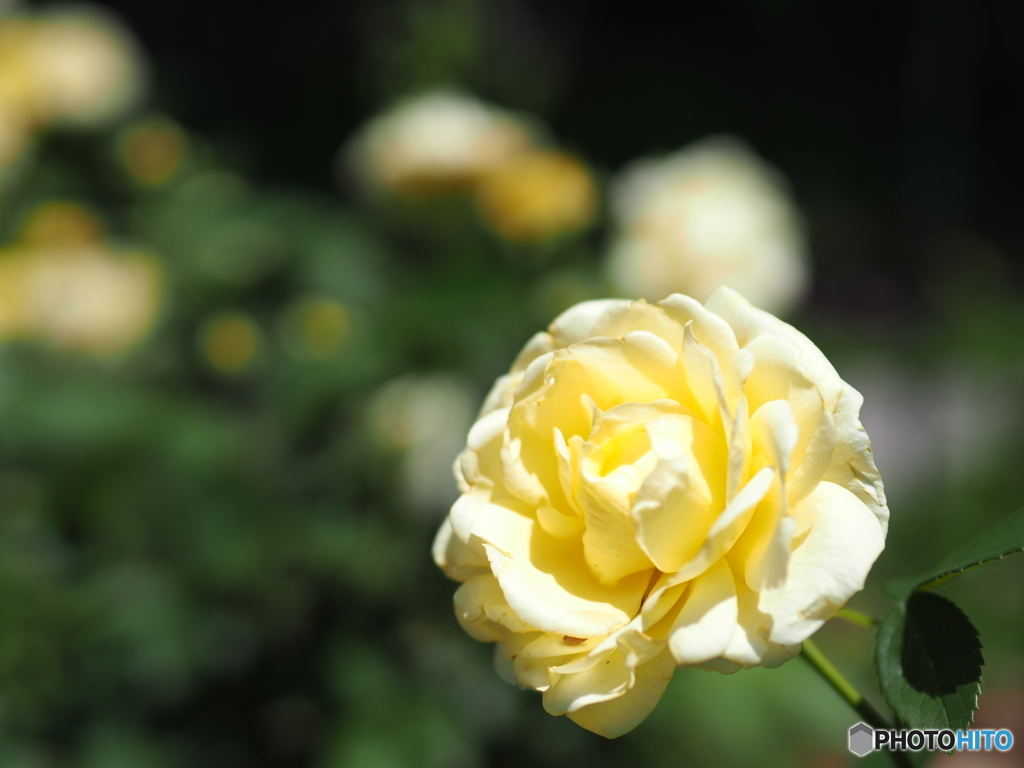 cream yellow