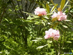 シャクナゲの花