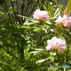 シャクナゲの花