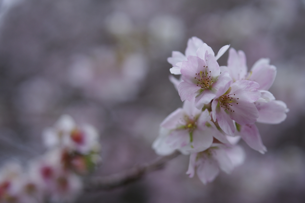 晩秋の桜