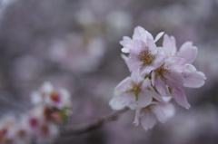 晩秋の桜