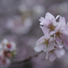 晩秋の桜