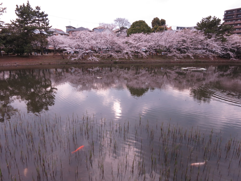 桜と水鏡と鯉